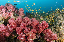 Coral reef, Umkomaas, Kwazulu Natal, South Africa