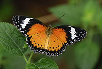 Malay Lacewing (Cethosia hypsea) butterfly in captive breeding program, Malaysia