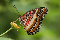 Red Lacewing (Cethosia biblis) butterfly in captive breeding program, Malaysia