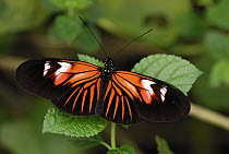 Postman Butterfly (Heliconius melpomene) butterfly in captive breeding program, Colombia