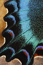 Swallowtail (Papilio maackii) butterfly wing scales, China