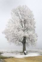 Person sitting under tree in high fog and frost, Switzerland