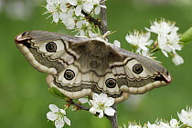 Small Emperor Moth (Saturnia pavonia) female, Switzerland
