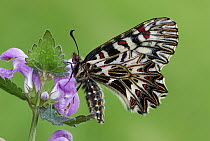 Southern Festoon (Zerynthia polyxena) butterfly, Po Valley, Italy