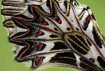 Southern Festoon (Zerynthia polyxena)butterfly wing detail, Po Valley, Italy