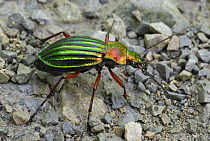 Ground Beetle (Carabus auratus), Aargau Jura Park, Switzerland