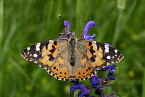 Painted Lady (Vanessa cardui) butterfly, Aargau Jura Park, Switzerland