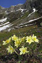 Alpine Pasque Flower (Pulsatilla alpina), Alps, Switzerland