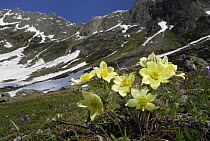Alpine Pasque Flower (Pulsatilla alpina), Alps, Switzerland