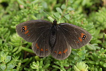 Piedmont Ringlet (Erebia meolans) butterfly, Alps, Switzerland