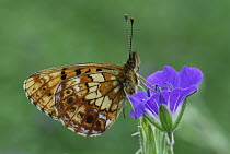 Titania's Fritillary (Boloria titania) butterfly, Alps, Switzerland