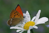 Scarce Copper (Lycaena virgaureae) butterfly male, Alps, Switzerland