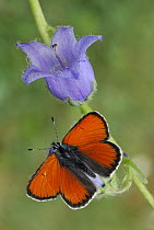 Purple-edged Copper (Lycaena hippothoe) butterfly male, Alps, Switzerland