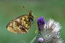Marbled Fritillary (Brenthis daphne) butterfly on thistle, Alps, Switzerland