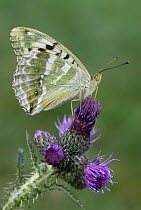 Silver-washed Fritillary (Argynnis paphia) butterfly, Alps, Switzerland