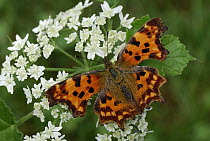Comma (Polygonia c-album) butterfly, Alps, Switzerland