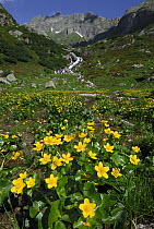 Marsh Marigold (Caltha palustris), Alps, Switzerland