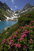 Alpenrose (Rhododendron ferrugineum), Alps, Switzerland