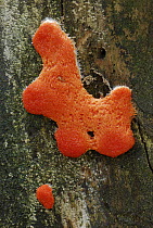 Plasmodial Slime Mold (Tubifera ferruginosa), Black Forest, Germany