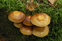 Sheathed Woodtuft (Kuehneromyces mutabilis) mushroom, Black Forest, Germany