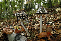 Magpie Inkcap (Coprinus picaceus) mushrooms, Geissberg, Switzerland