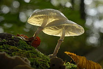 Porcelain Mushroom (Oudemansiella mucida) mushroom, Geissberg, Switzerland