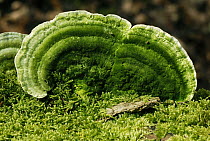 Bracket Fungus (Trametes sp), Geissberg, Switzerland