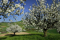 Sweet Cherry (Prunus avium) trees flowering, Switzerland