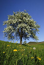 Pear (Pyrus sp) tree flowering, Switzerland