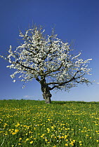 Sweet Cherry (Prunus avium) tree blooming, Switzerland