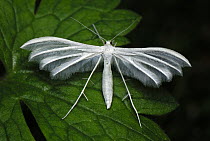 White Plume Moth (Pterophorus pentadactyla), Switzerland