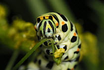 Oldworld Swallowtail (Papilio machaon) caterpillar feeding, Switzerland
