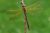Brown Hawker (Aeshna grandis) dragonfly, Switzerland