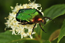 Green Rose Chafer (Cetonia aurata) beetle, Switzerland