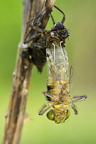 Four-spotted Chaser (Libellula quadrimaculata) dragonfly nymph hatching, Switzerland