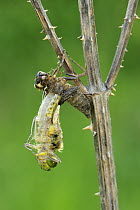 Four-spotted Chaser (Libellula quadrimaculata) dragonfly nymph hatching, Switzerland, sequence 1 of 5
