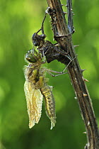 Four-spotted Chaser (Libellula quadrimaculata) dragonfly nymph hatching, Switzerland, sequence 3 of 5
