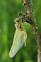 Four-spotted Chaser (Libellula quadrimaculata) dragonfly, newly emerged adult drying its wings, Switzerland, sequence 4 of 5