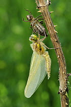 Four-spotted Chaser (Libellula quadrimaculata) newly emerged adult dragonfly drying its wings, Switzerland, sequence 5 of 5