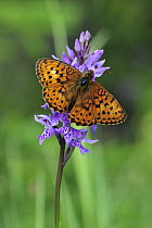 Lesser Marbled Fritillary (Brenthis ino) butterfly on an orchid, Switzerland