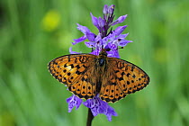 Lesser Marbled Fritillary (Brenthis ino) butterfly on an orchid, Switzerland