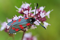 Six-spot Burnet (Zygaena filipendulae) moth, Switzerland