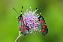 Six-spot Burnet (Zygaena filipendulae) moth pair on thistle flower, Switzerland