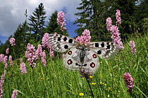 Mountain Apollo (Parnassius apollo) butterfly on Common Bistort (Polygonum bistorta), Switzerland