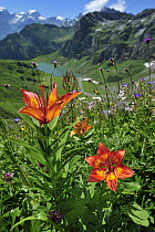 Fire Lily (Lilium bulbiferum), Alps, Switzerland