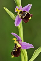 Late Spider Orchid (Ophrys fuciflora), Switzerland