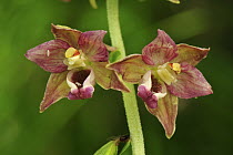 Royal Helleborine (Epipactis atrorubens) orchid, Switzerland