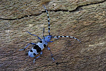 Rosalia Longicorn (Rosalia alpina) beetle, Switzerland