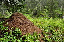 Red Wood Ant (Formica rufa) anthill in forest, Muotathal, Switzerland