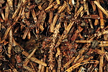 Red Wood Ant (Formica rufa) group swarming on anthill, Switzerland